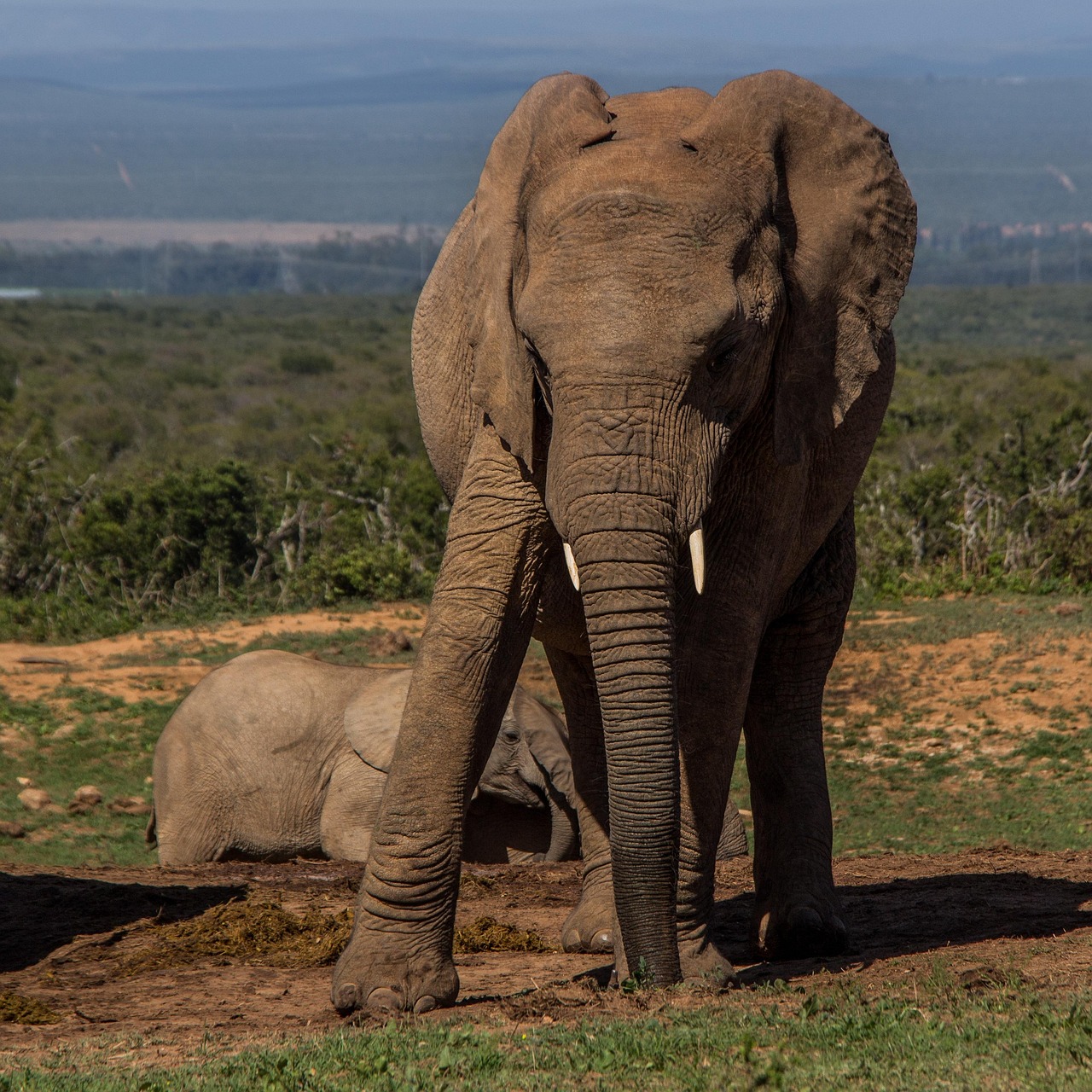 Tsavo National Park Safari – The Land of Red Elephants 